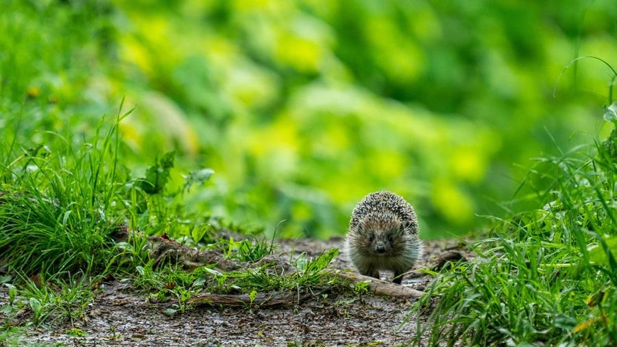 Comment aménager un jardin sauvage et naturel?